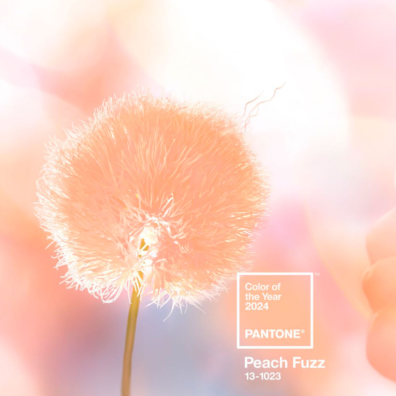 couleur de l'année 2024