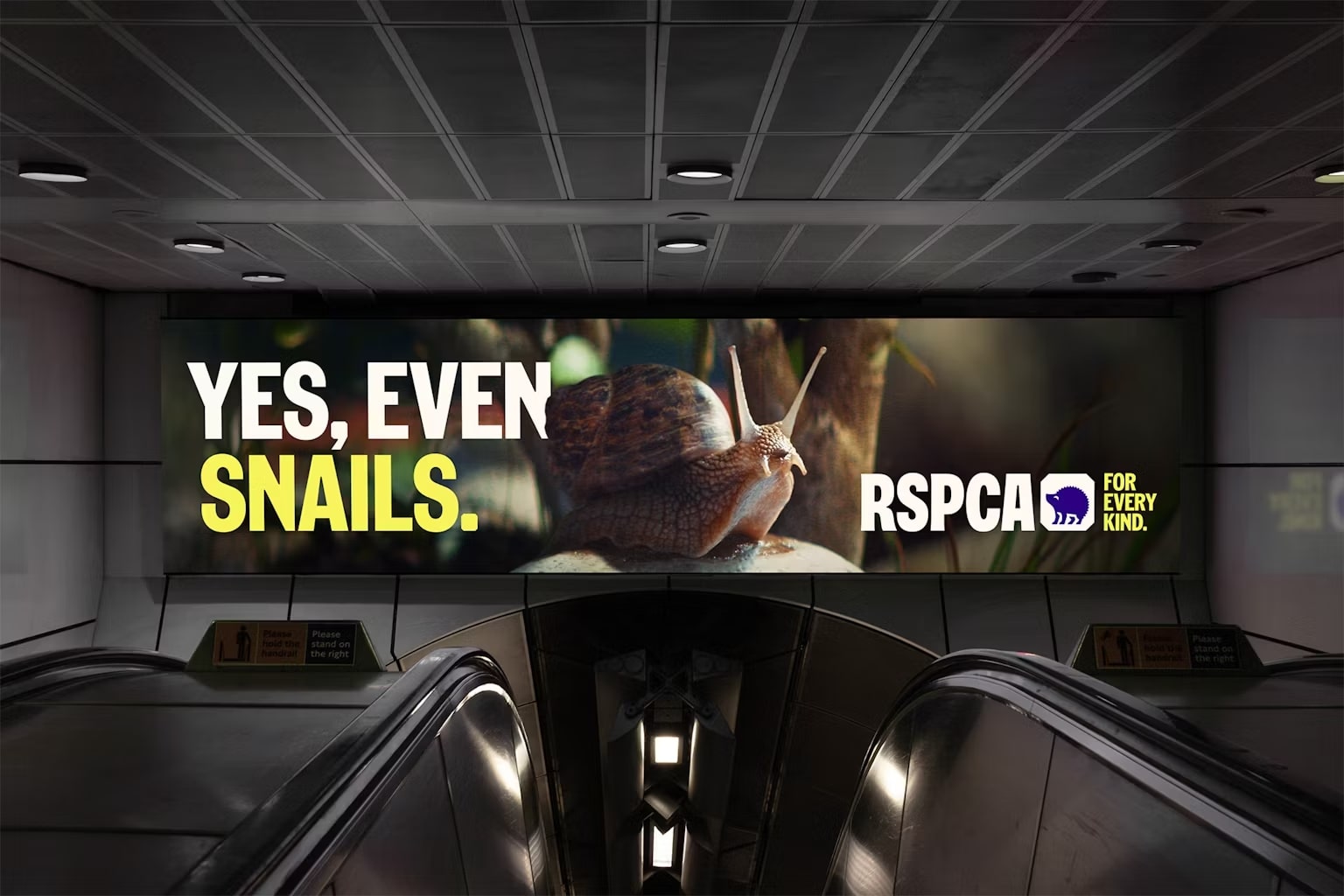 identité visuelle RSPCA - blog graphisme